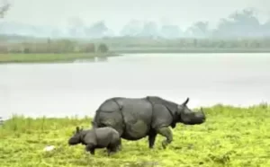 Bharat ke pramukh National Park काजीरंगा राष्ट्रीय उद्यान
